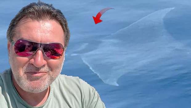 Çanakkale'de 2 metre uzunluğunda manta vatozu görüntülendi