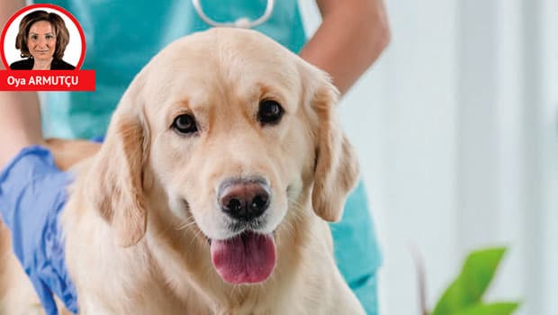 Luna adlı köpeğin kanser ilacı temininde yaşanan sorunlar