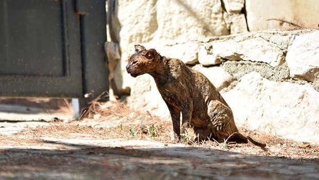 Kumluca yangınında yaralanan kedi 'Luna' tedavi ediliyor