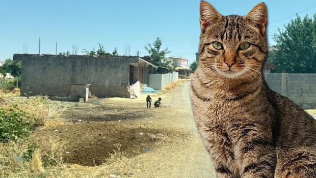 Diyarbakır'da kuduz vakası: 4 yaşındaki çocuk entübe edildi