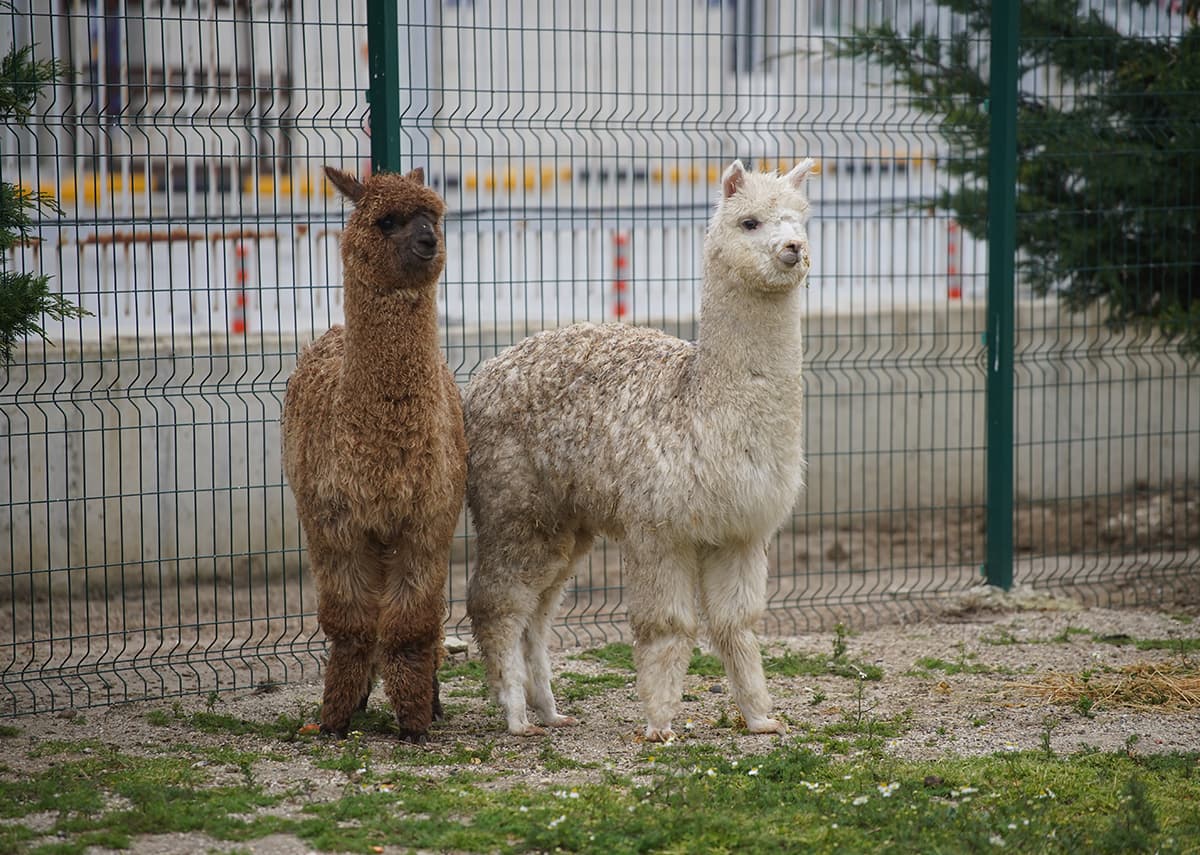 Şüphe üzerine durduruldu, içinden alpakalar çıktı