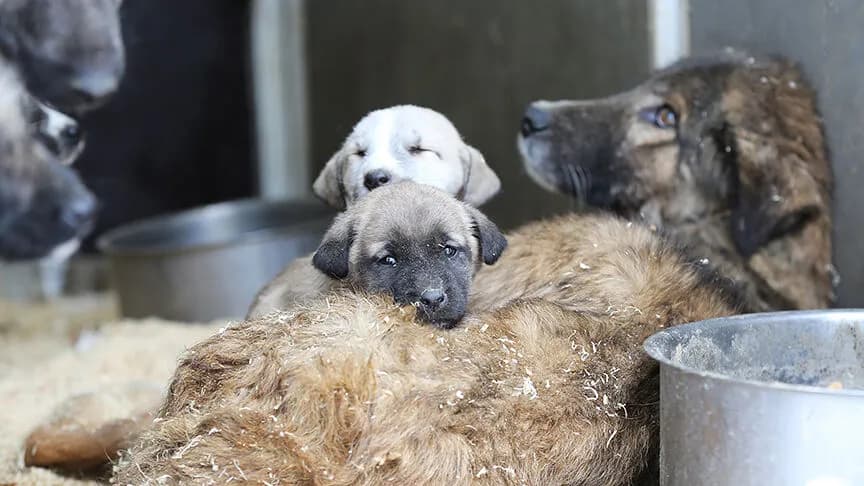 Veterinerler, sokak hayvanı sahiplenenleri uyarıyor