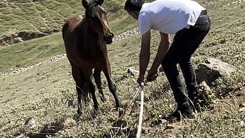 Yılkı atlarına yönelik tuzaklar imha edildi