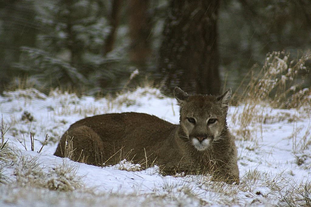 ABD'de dağda yürüyüş yapan kadın puma saldırısında öldü