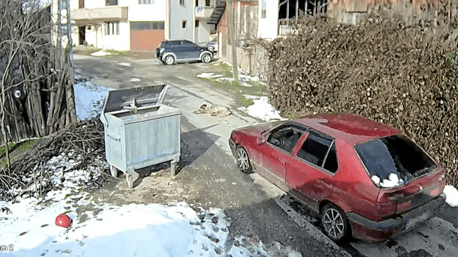 Bolu'da ezilen köpeğin röntgeninden 400'e yakın saçma çıktı