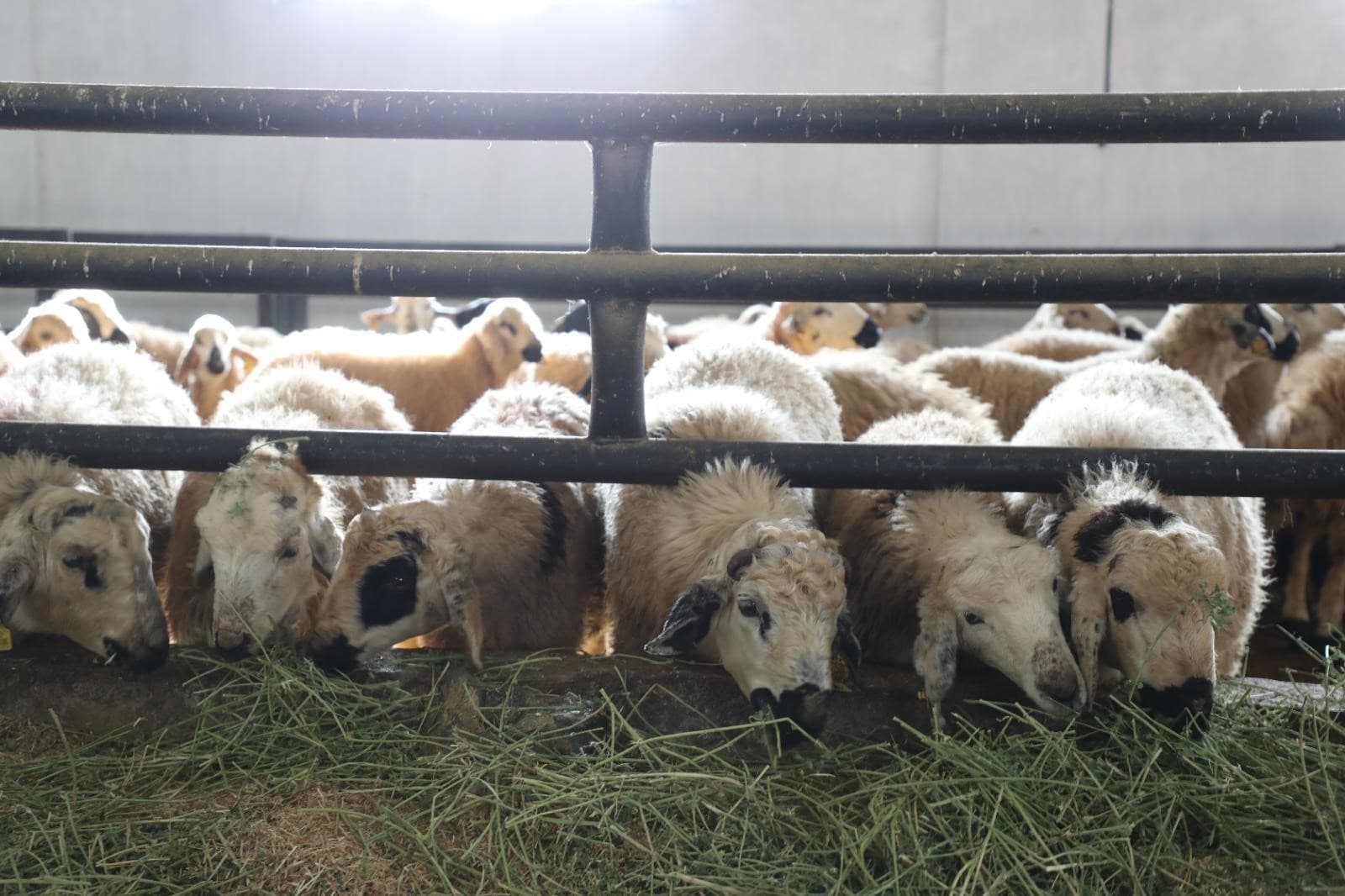 Elazığ'da çiçek hastalığı paniği. 6 köy karantinaya alındı