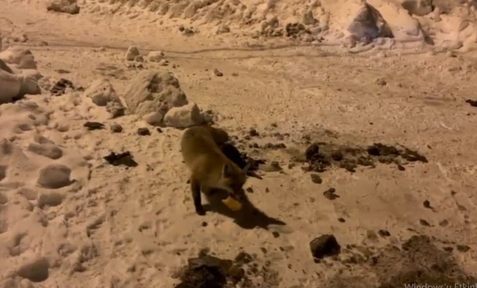 Her gün evinin önüne gelen tilkiyi böyle besliyor