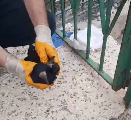 Baba ve oğlu poşete dolanan kargayı kurtardı