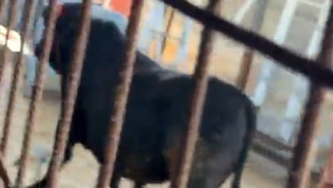 Kaçmaya çalışan kurbanlık dana zorluk çıkardı