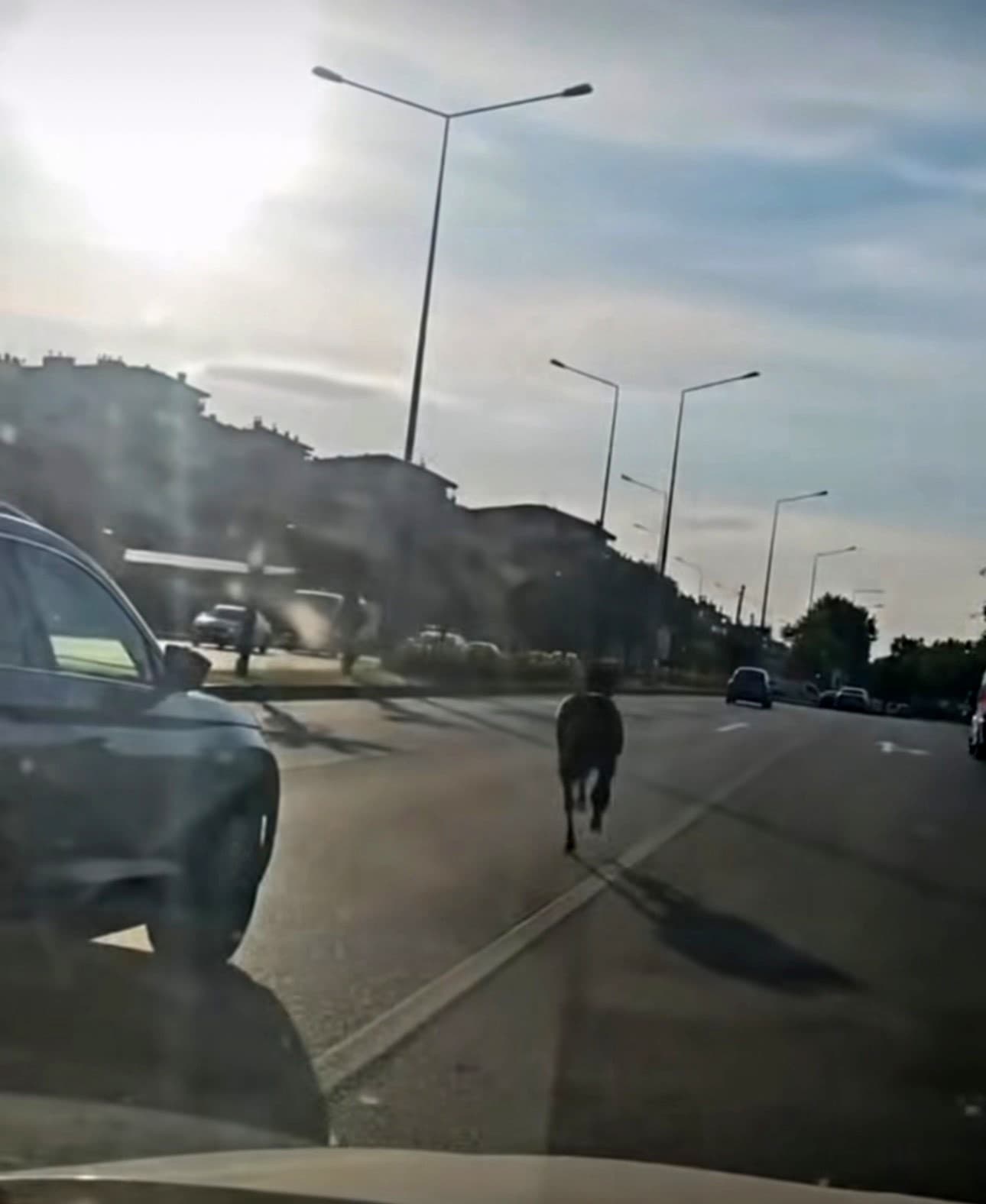 Bursa'da ana yolda başıboş at trafiği tehlikeye soktu