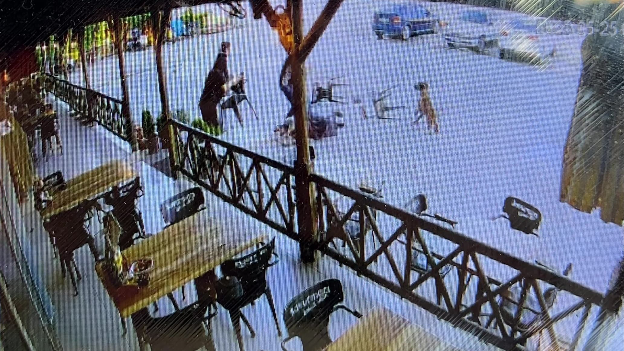 Afyonkarahisar'da köpek kadının kolunu kopardı