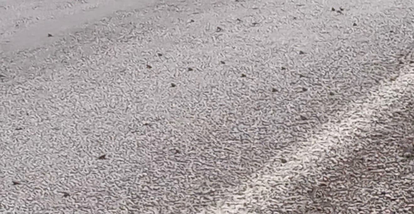 Tokat'ta yolda binlerce kurbağa geçiş yaptı