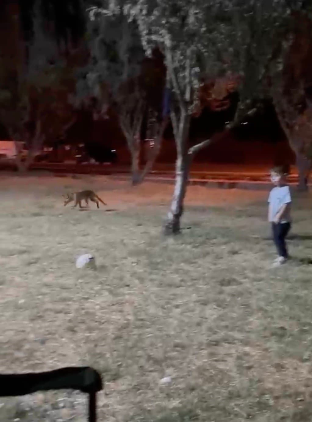 Tilki, parkta oynayan çocuğun topunu kapıp kaçtı