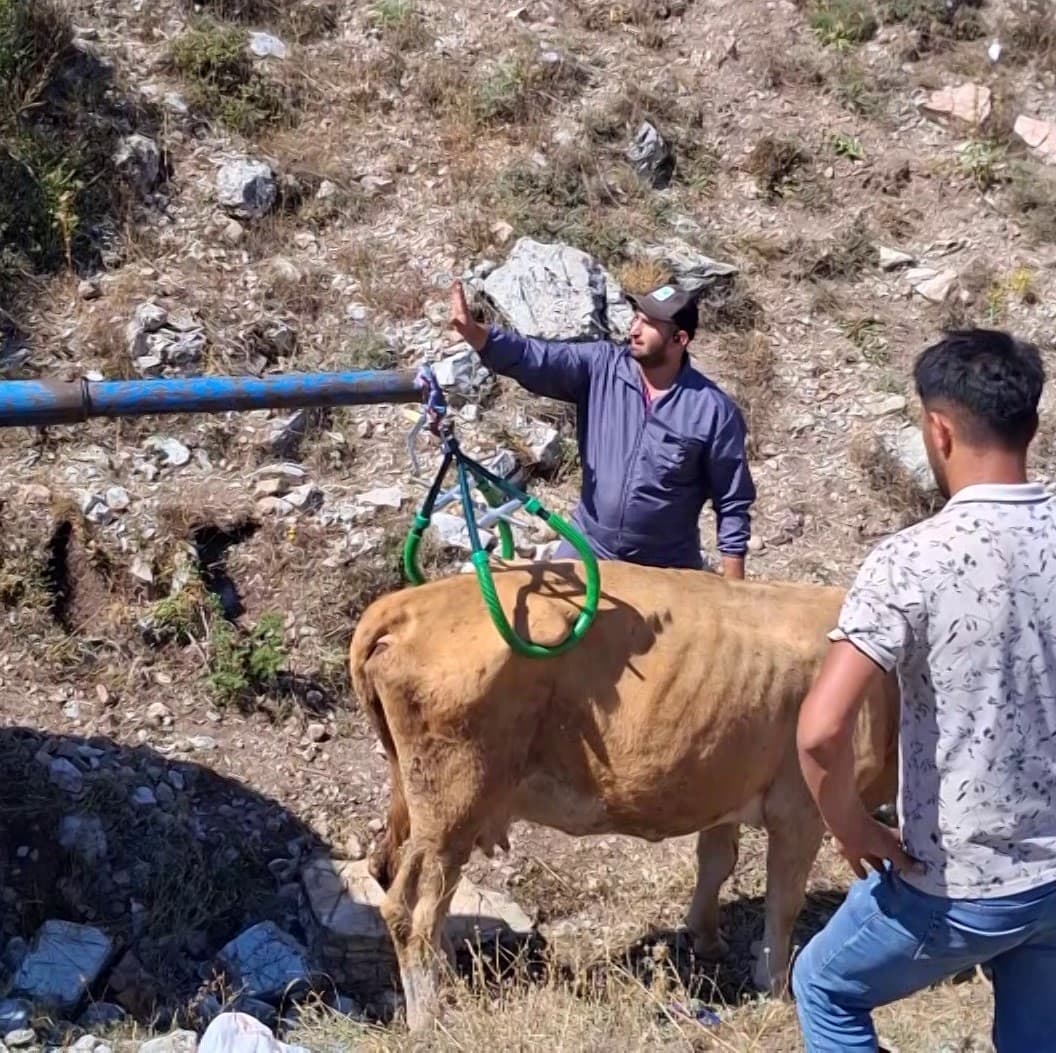 Sivas'ta gebe inek çukura düştü, vinçle kurtarıldı