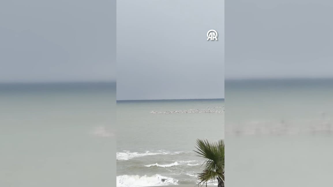 Sakarya'nın Karadeniz sahilinde flamingolar görüntülendi