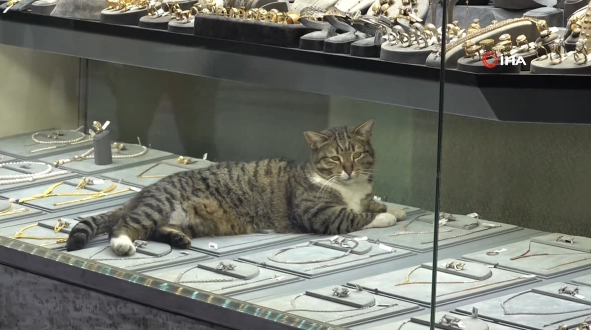 Altınların bekçisi Şaziye! Bu kedi altınların arasında uyuyor