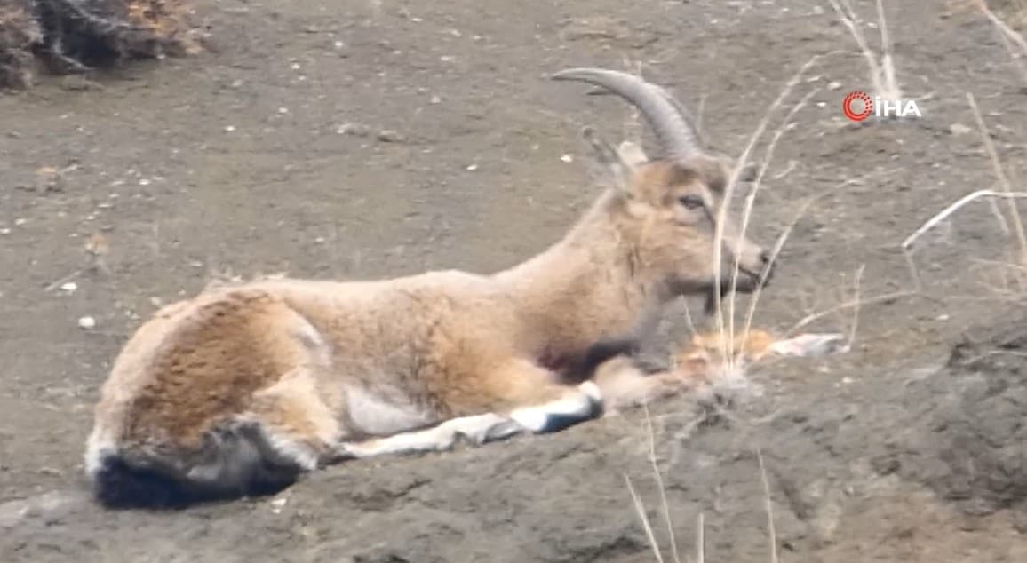 Koruma altındaydı, kaçak avcılar vurdu