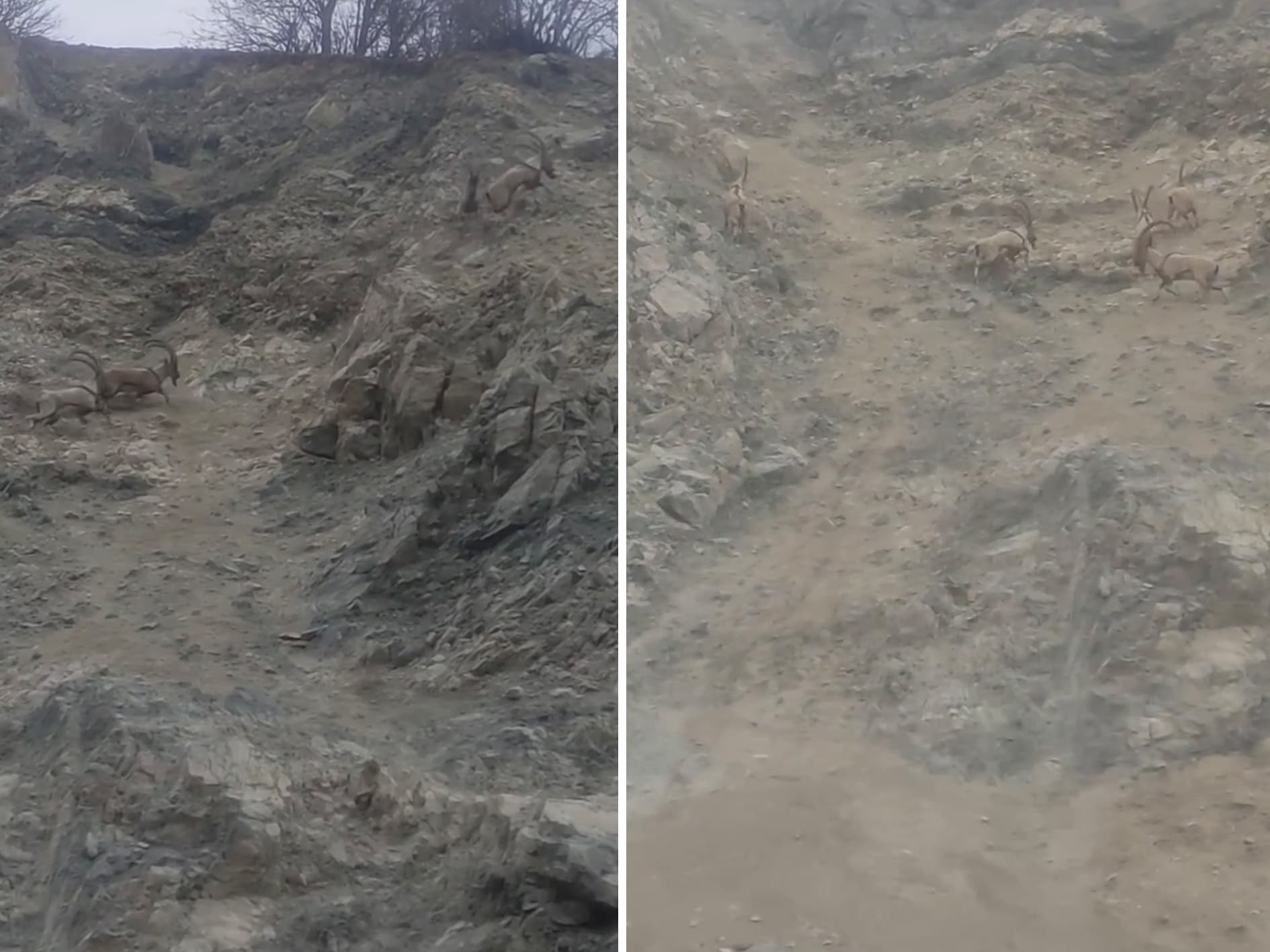 Nesli tükenme tehlikesi altında. Diyarbakır'da sürü halinde görüntülendi