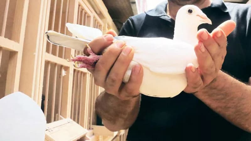 Güvercin satarak vergi kaçırıyorlar. Sosyal medya mezatçıları Maliye'nin radarında