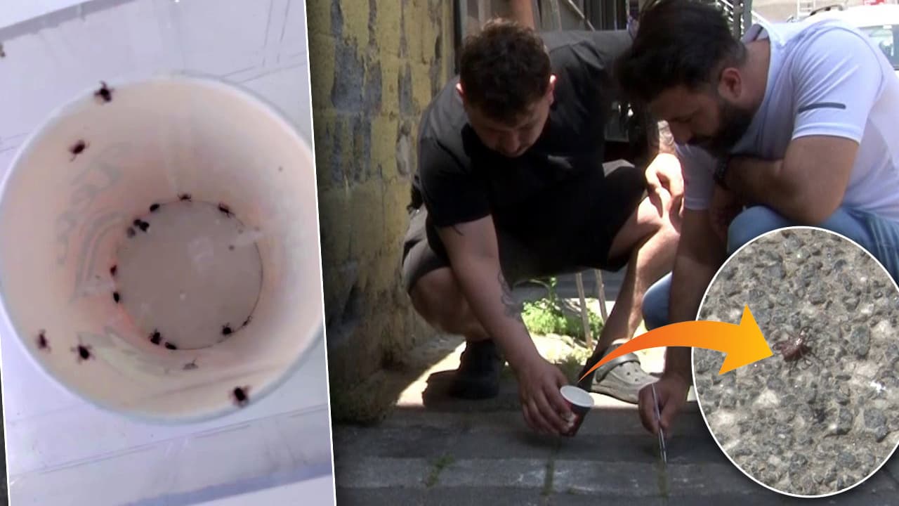 İstanbul'da kene paniği: Mahalleli keneleri avlıyor