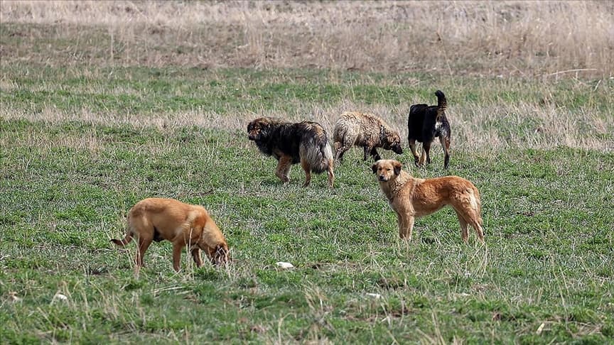 Köpek saldırısında ölen 5 yaşındaki Hamza için belediye başkanına soruşturma izni verildi
