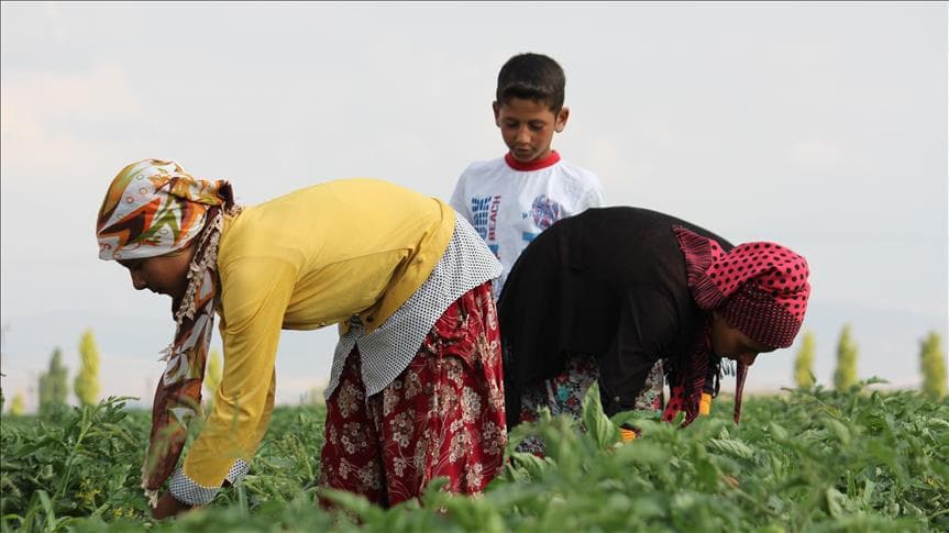 Rekor Rize ve Hatay'da. Tarım işçileri ne kadar kazanıyor?