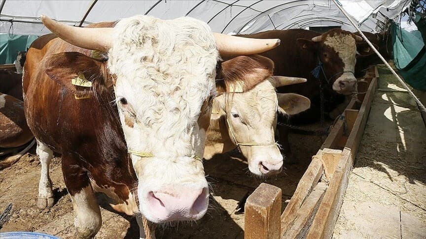 Kurban Bayramı ne zaman, bayram tatili 9 gün olacak mı? Gözler Kabine toplantısında