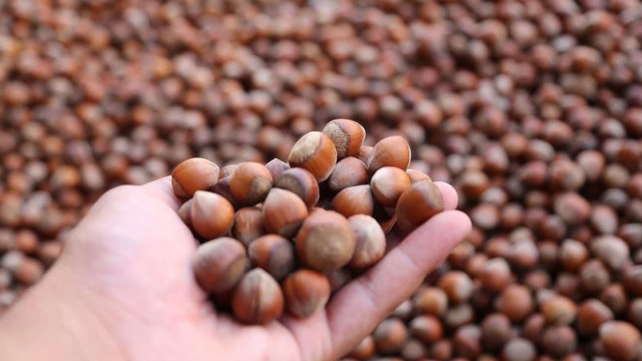 Türk fındığından 2,2 milyar dolar: 2025'te 122 ülkede alıcı buldu