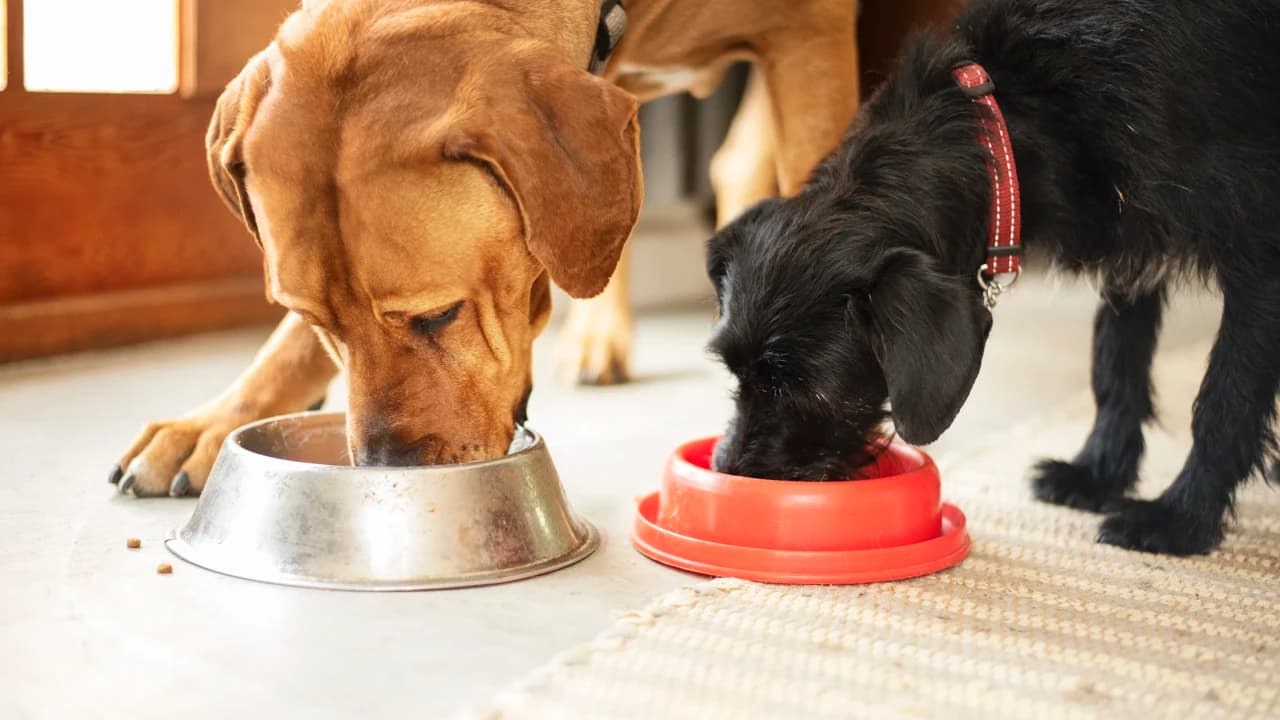 Almanya'da köpek vergisi 2025'te 429 milyon euroyu geçti