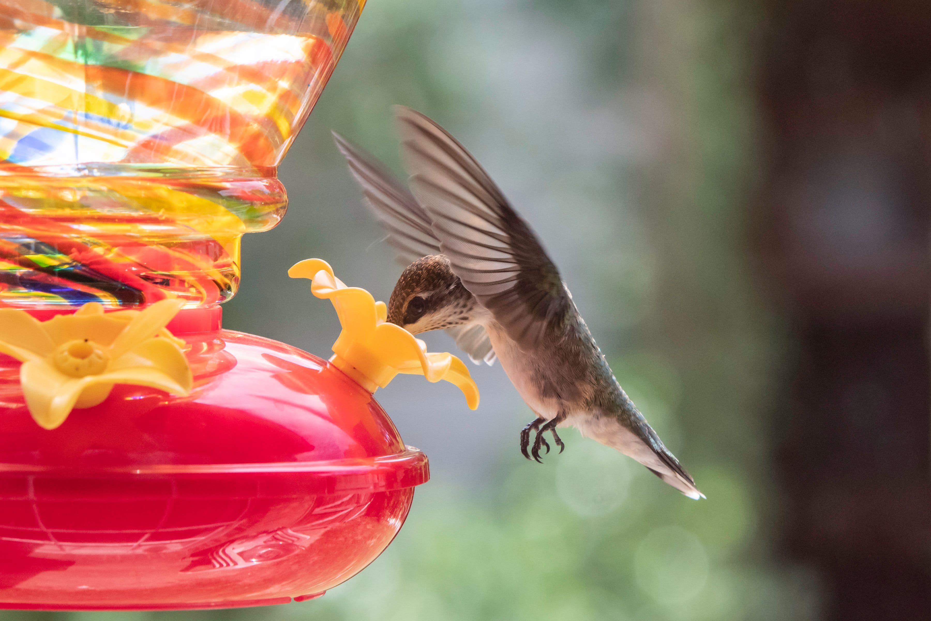 It’s Peak Season for Birdwatchers to Spot Migratory Hummingbirds, and Our Favorite Feeder Is on Sale