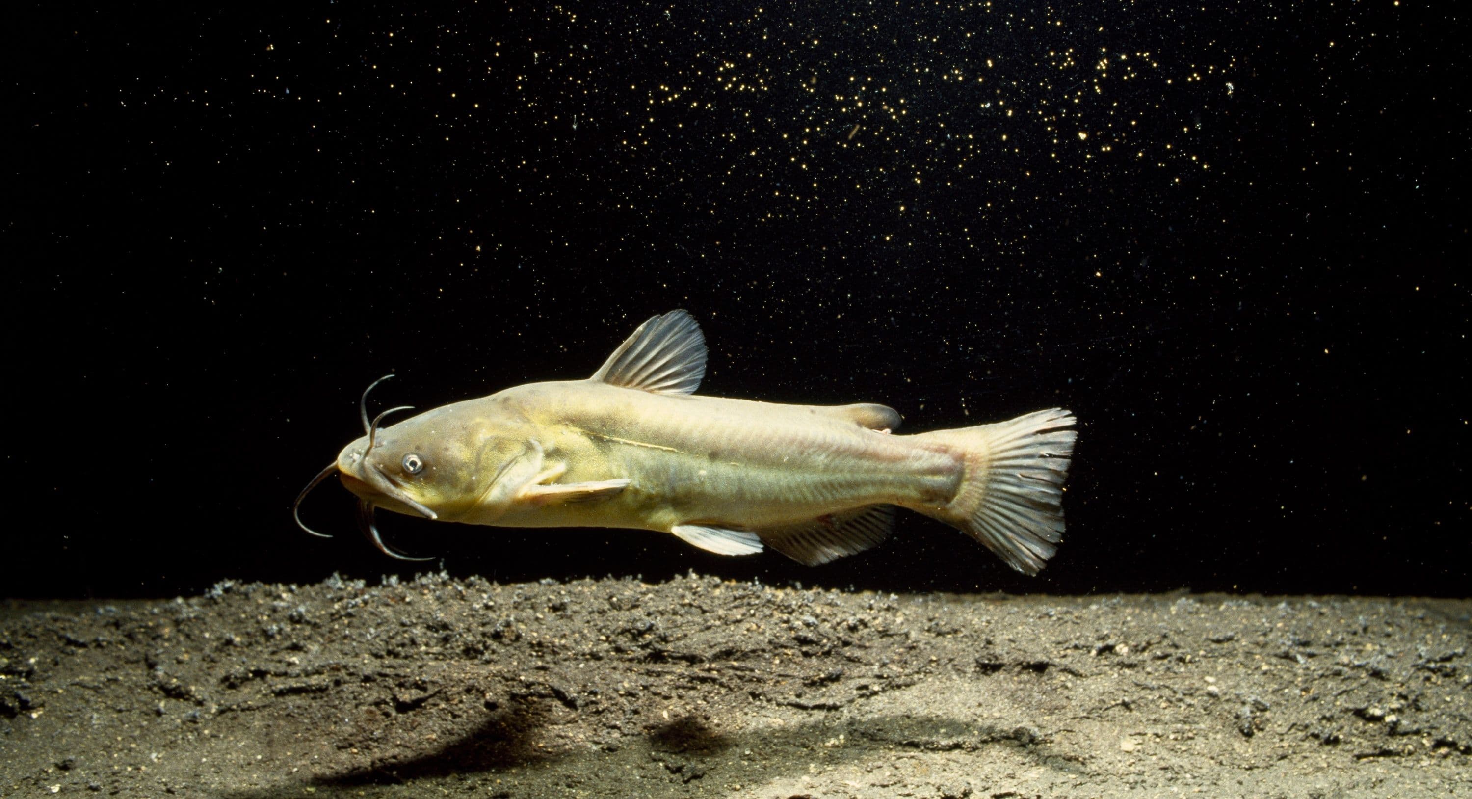 First Transmissible Cancer Discovered in North American Catfish