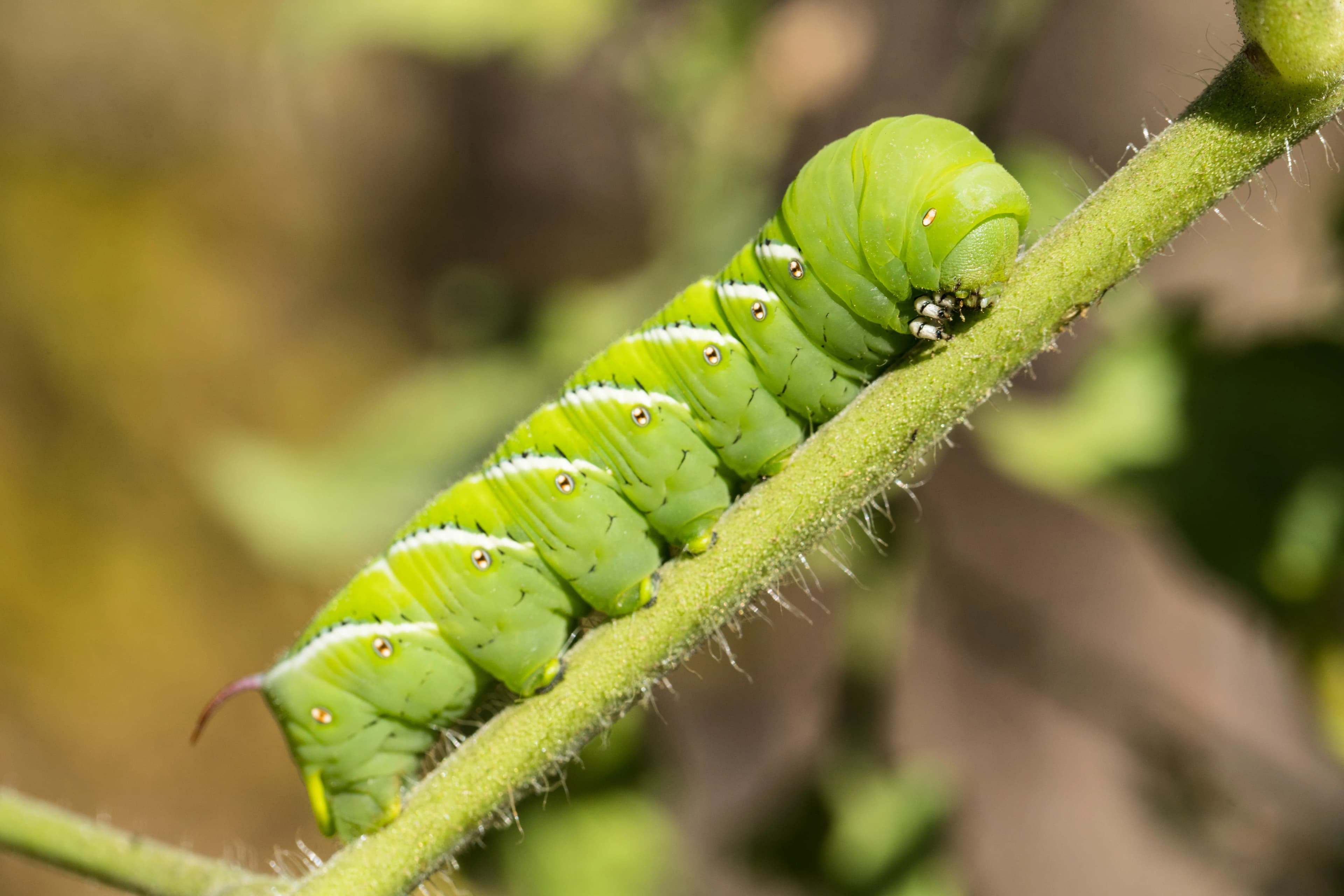Researchers Study Caterpillar Hearing in Ultraquiet Chamber
