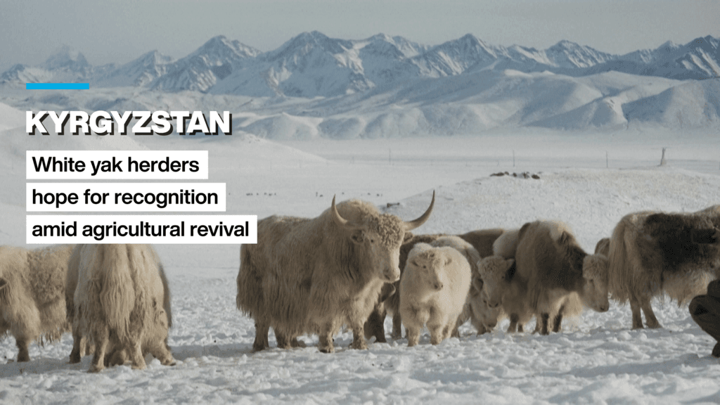 Kyrgyzstan: White yak herders  hope for recognition amid agricultural revival