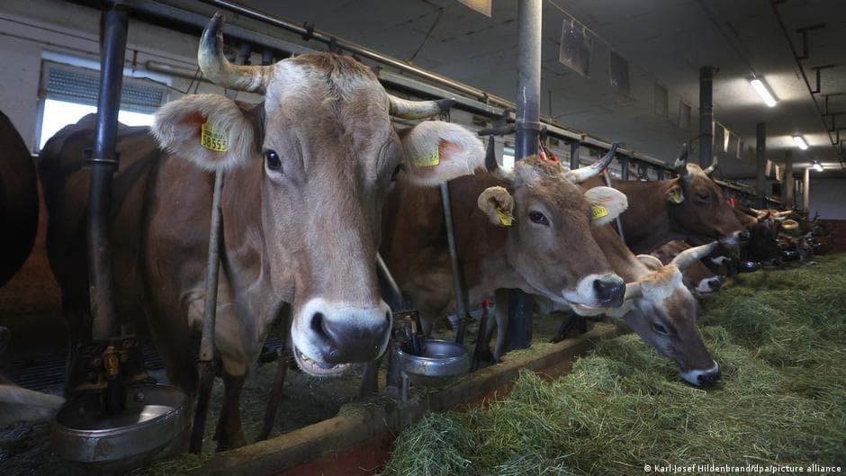 Germany's farms are failing despite high food prices