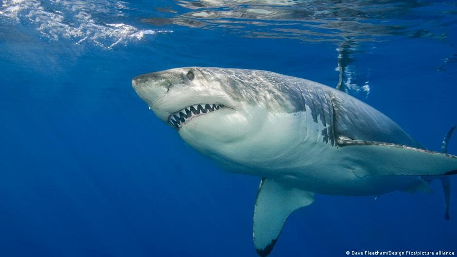 Man, 38, dies from shark bite near Rottnest Island, Australia