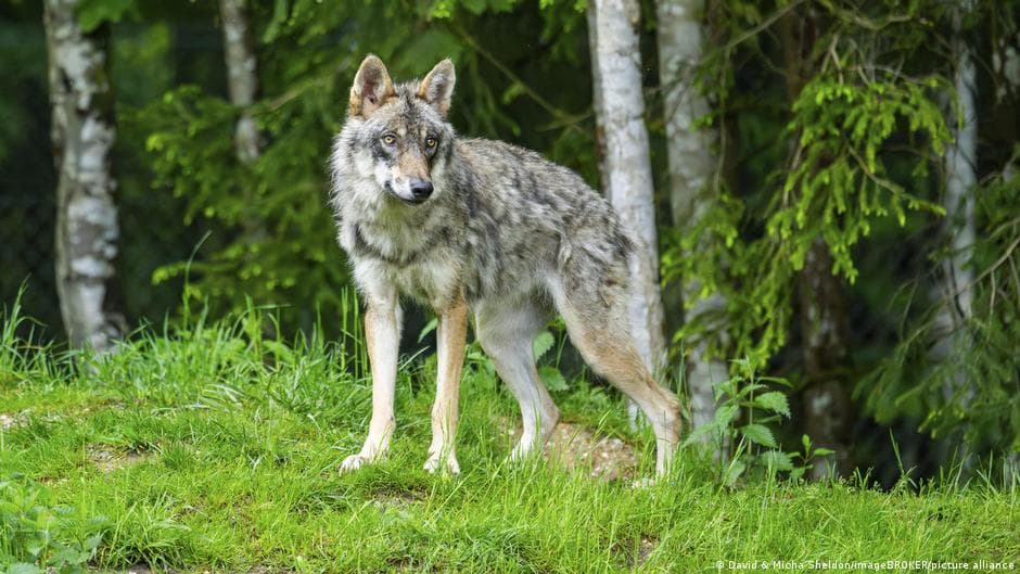Germany makes wolf-hunting legal again