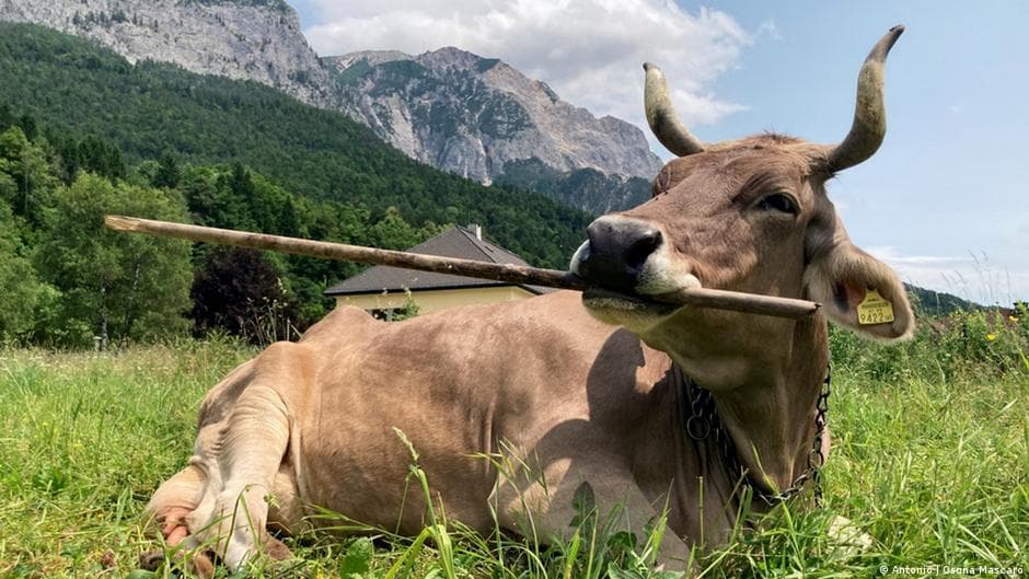 Pet cow shows cattle are smarter than humans think