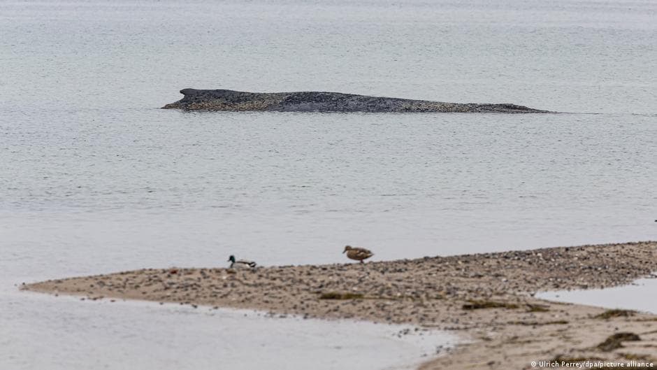 Concerns grow for stranded whale still stuck on German coast