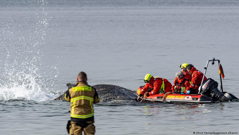 Germany news: Race against time for stranded humpback whale