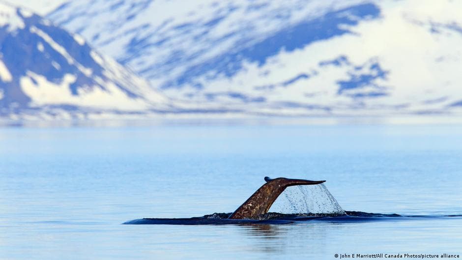 Canada's Arctic noise is no party for narwhals