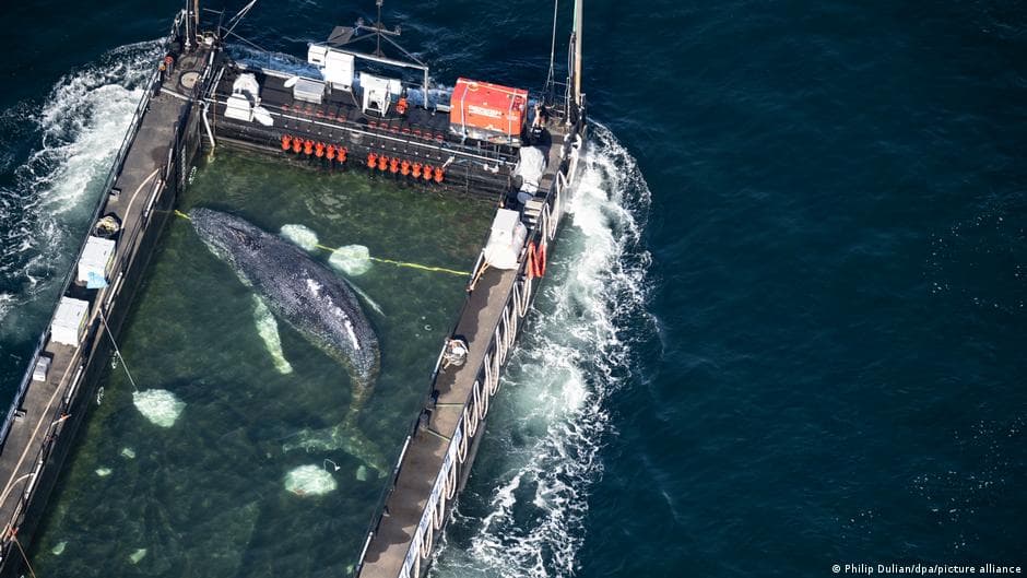 Whale 'Timmy' reaches Denmark in rescue effort — in pictures