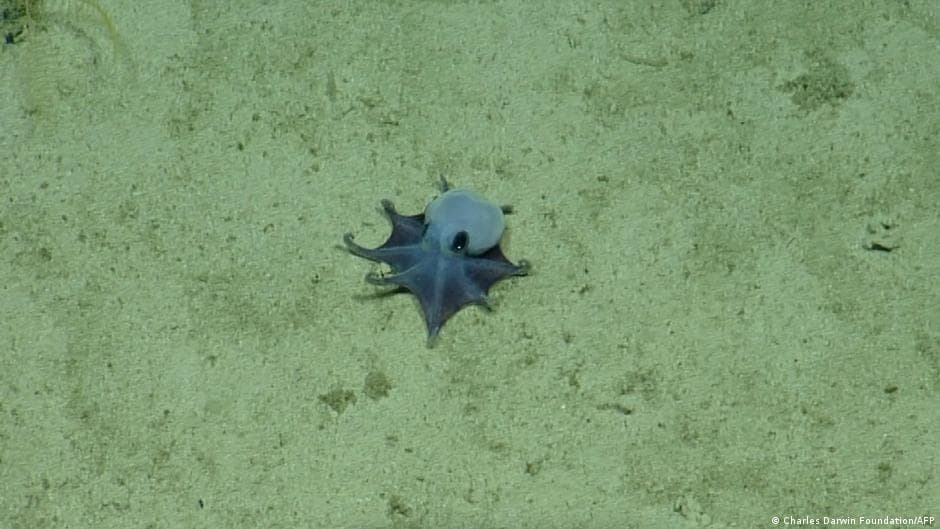 New Species of Small Blue Octopus Discovered in the Galapagos Islands