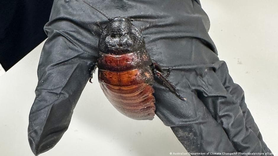 Australia confiscates 100,000 illegal cockroaches in record seizure