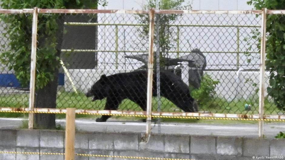 Increase in Bear Attacks in Japan Linked to Decline in Hunters