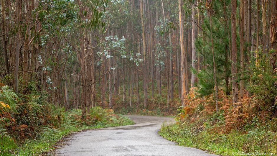 Eucalyptus Tree from Australia Faces Global Scrutiny Amid Wildfire Concerns