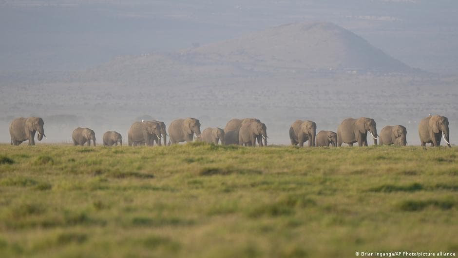 Fifteen Elephants Found Dead in Kenya, Suspected Cyanide Poisoning