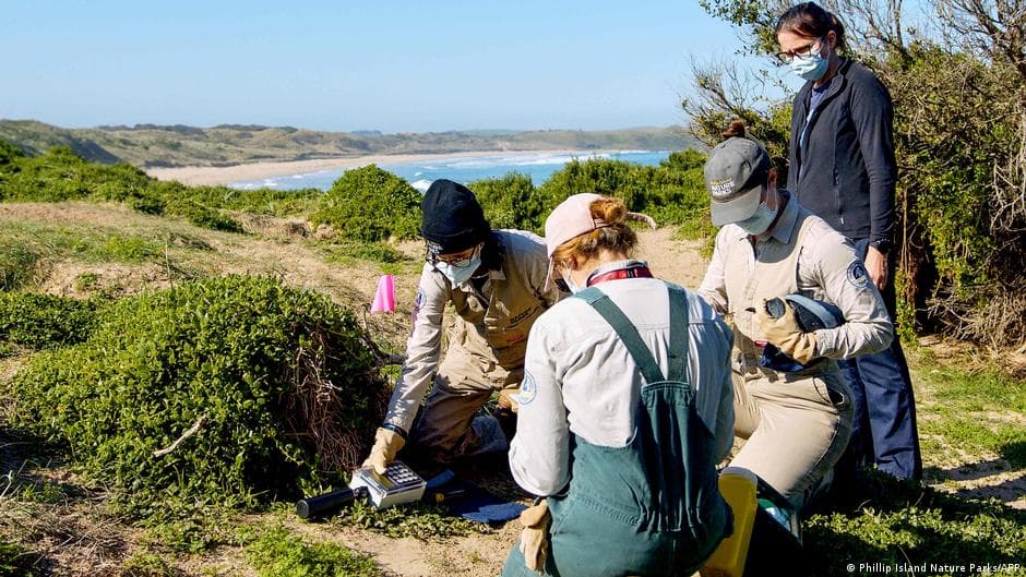 Australia Reports H5N1 Bird Flu Case Detected in Local Mammal