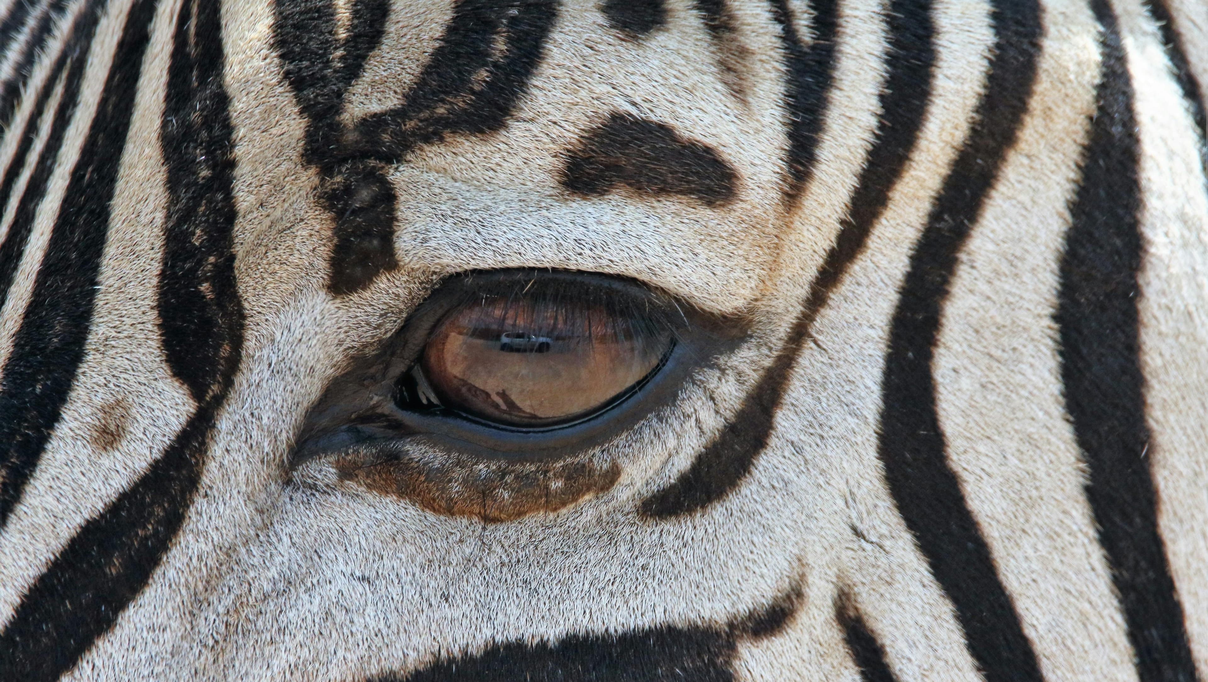Stresi Yönetmenin Evrimsel Yolu Nedir? Zebralardan Ne Öğrenebiliriz?