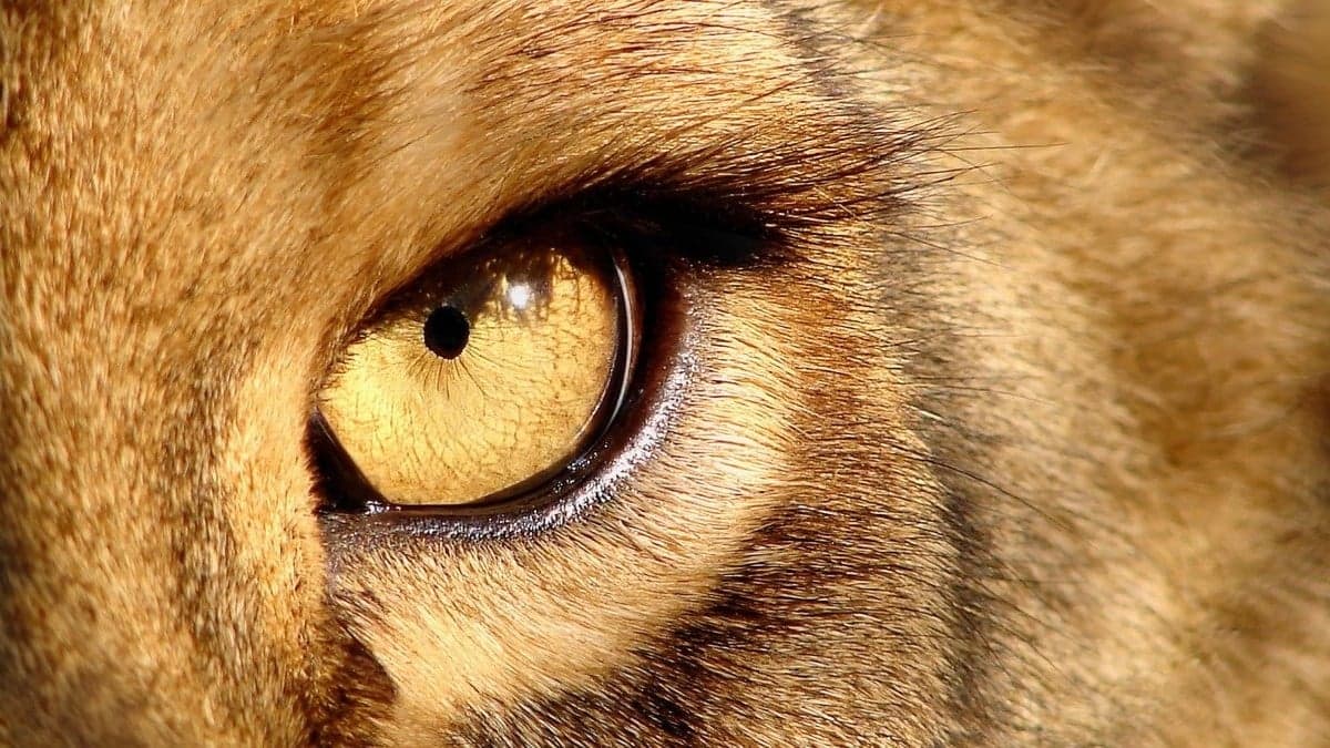 Dünyanın En Tehlikeli Hayvanları: En Çok İnsanı Hangi Canlılar Öldürüyor?