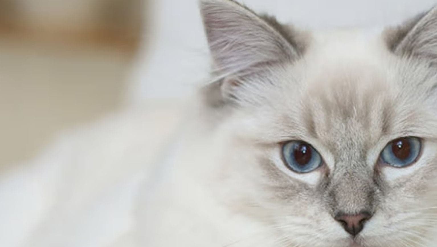 Evcil Hayvanınızın Kişiliğini de Klonlayabilir misiniz?